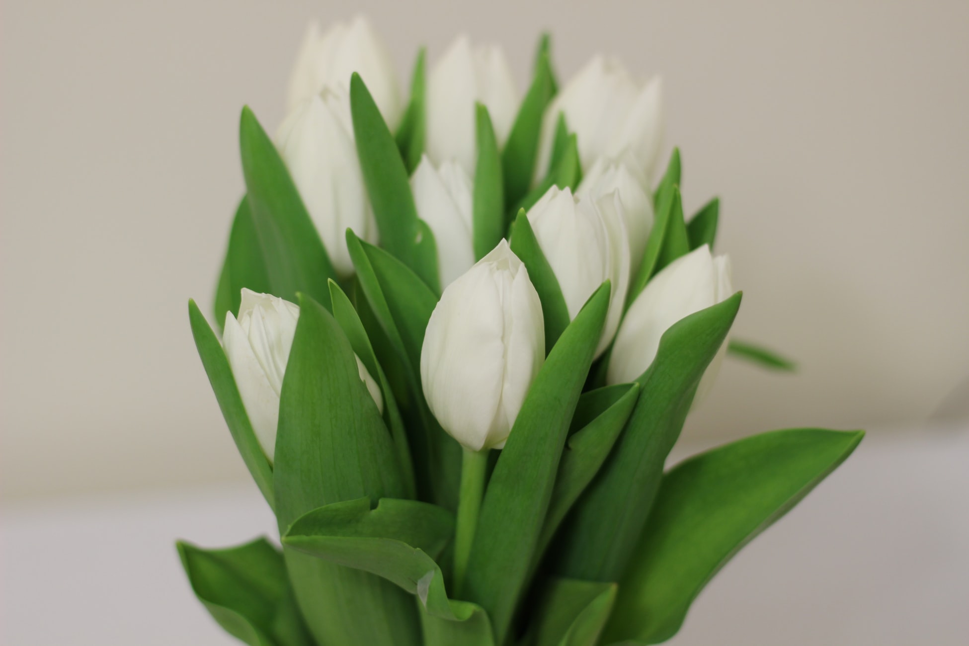 White tulip flowers, Funeral Directors Accrington, Oswaldtwistle and Hyndburn | Barton & Hallworth